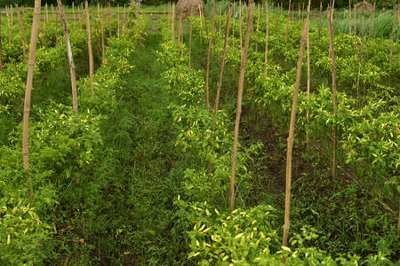 A field of chili plants, Capsicum frutescens, ready to be harvested in Agricultural Land.の写真素材