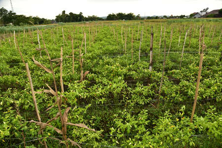 A field of chili plants ready to be harvested in Agricultural Land, Blitar, Indonesia.の写真素材