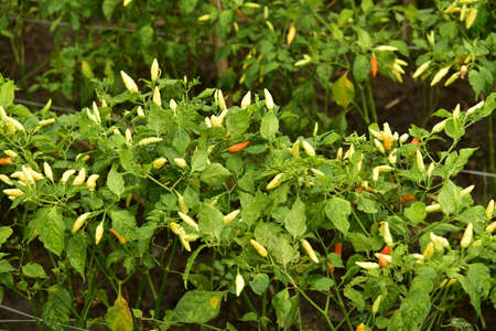 A field of chili plants ready to be harvested in Agricultural Land, Blitar, Indonesia.の写真素材
