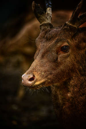 a Close up of Javan Deer, Rusa timorensis in the forestの写真素材