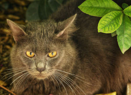 A gray cat is relaxing enjoying a sunny dayの写真素材