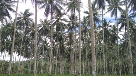 Coconut trees grow very well in a coconut plantation in North Sulawesi, Indonesia.の写真素材
