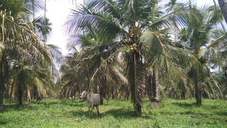 Agroforestry system, Coconut, cattle and forestry crops to increase yields in Manado, North Sulawesi, Indonesiaの写真素材