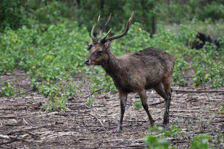 Rusa timorensis is the Javan rusa or Sunda sambar  in savannah at edge of forest conservation, rarely seen in the open and are very difficult to approach due to their keen senses and cautious instinctの写真素材