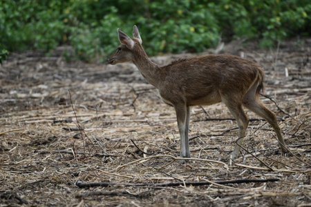 Rusa timorensis is the Javan rusa or Sunda sambar  in savannah at edge of forest conservation, rarely seen in the open and are very difficult to approach due to their keen senses and cautious instinctの写真素材