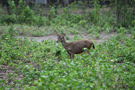 Rusa timorensis is the Javan rusa or Sunda sambar  in savannah at edge of forest conservation, rarely seen in the open and are very difficult to approach due to their keen senses and cautious instinctの写真素材