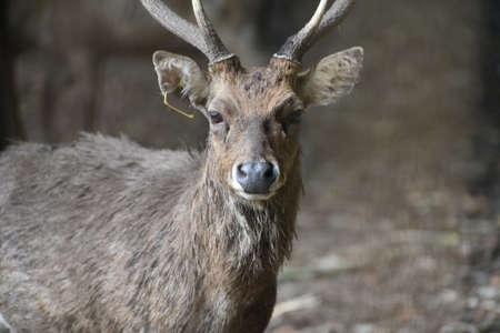 Rusa timorensis is the Javan rusa or Sunda sambar  in savannah at edge of forest conservation, rarely seen in the open and are very difficult to approach due to their keen senses and cautious instinctの写真素材