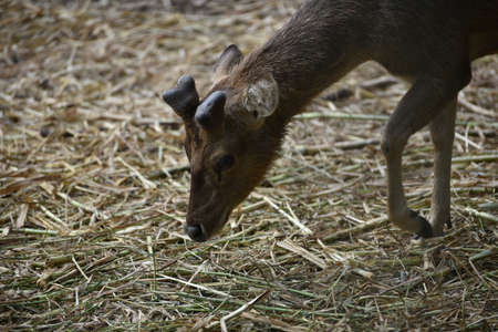 Rusa timorensis is the Javan rusa or Sunda sambar  in savannah at edge of forest conservation, rarely seen in the open and are very difficult to approach due to their keen senses and cautious instinctの写真素材