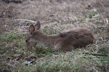Rusa timorensis is the Javan rusa or Sunda sambar  in savannah at edge of forest conservation, rarely seen in the open and are very difficult to approach due to their keen senses and cautious instinctの写真素材