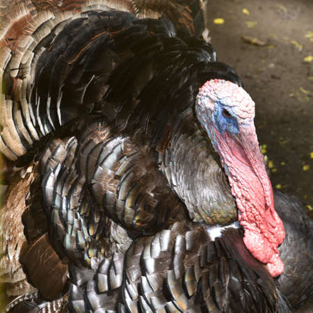 The turkey, Meleagris gallopavo is a large bird in the genus Meleagris, Males of turkey have a distinctive fleshy wattle, called a snood, that hangs from the top of the beakの写真素材