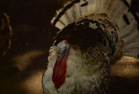 The turkey, Meleagris gallopavo is a large bird in the genus Meleagris, Males of turkey have a distinctive fleshy wattle, called a snood, that hangs from the top of the beakの写真素材