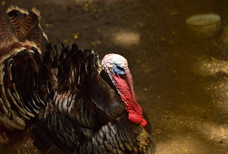 The turkey, Meleagris gallopavo is a large bird in the genus Meleagris, Males of turkey have a distinctive fleshy wattle, called a snood, that hangs from the top of the beakの写真素材