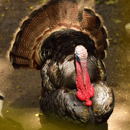 The turkey, Meleagris gallopavo is a large bird in the genus Meleagris, Males of turkey have a distinctive fleshy wattle, called a snood, that hangs from the top of the beakの写真素材
