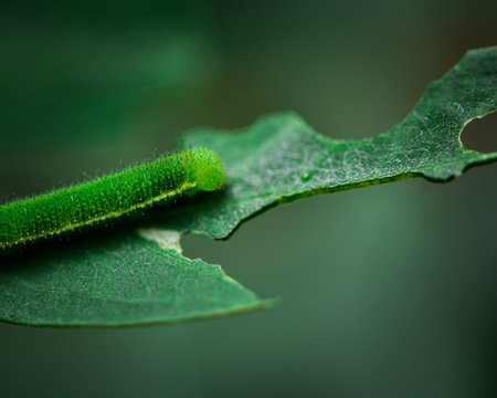 green leaf-eating caterpillar in action