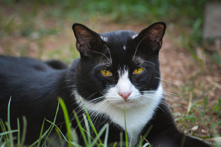 handsome black Cat, name is Tuxedo, having relax at backyard