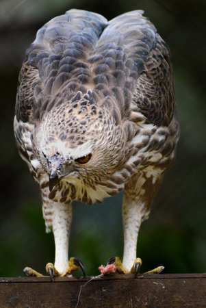 The changeable hawk eagle or crested hawk eagle, Nisaetus cirrhatus is a large bird of prey species of the family Accipitridae.の写真素材