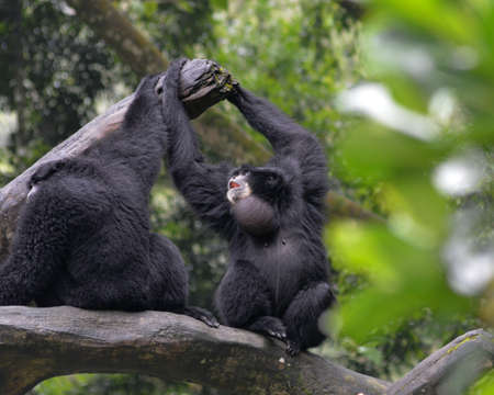 The shout and calling to all his friends of a gibbon, The siamang, Symphalangus syndactylus.の写真素材