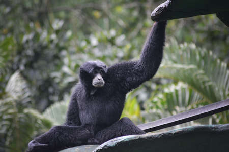 The shout and calling to all his friends of a gibbon, The siamang, Symphalangus syndactylus.の写真素材