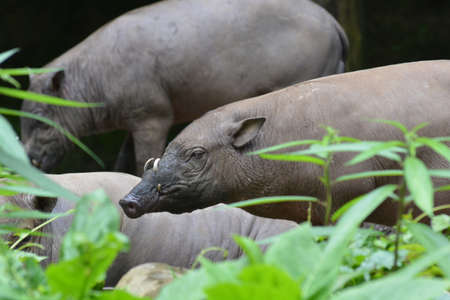 The babirusas, Babyrousa babyrussa also called deer pigs and Indonesian locally name is babi rusa.の写真素材