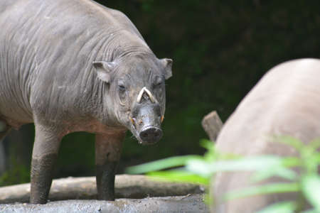 The babirusas, Babyrousa babyrussa also called deer pigs and Indonesian locally name is babi rusa.の写真素材