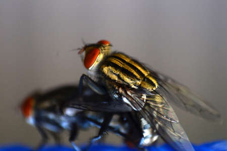 Flies matingの写真素材