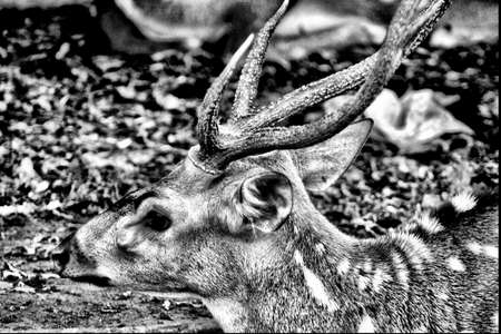 Deerの写真素材
