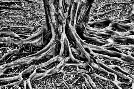 Rootの写真素材