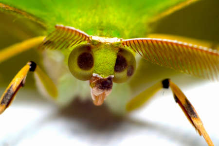 leaf butterflyの写真素材