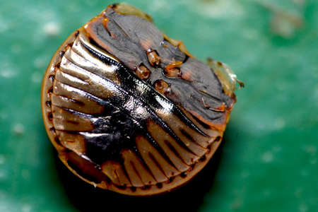 empty kepikの写真素材