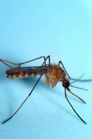 mosquitoの写真素材