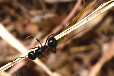 Black Antの写真素材