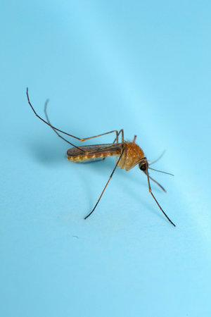 Mosquitoの写真素材