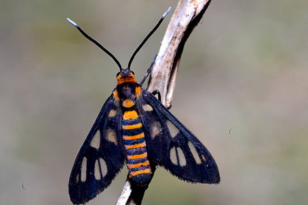 little butterfly