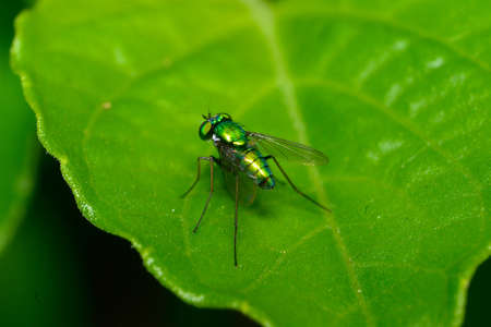 The Green Flyの写真素材