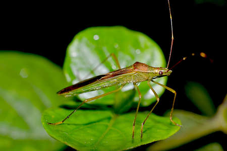 Creaturesの写真素材