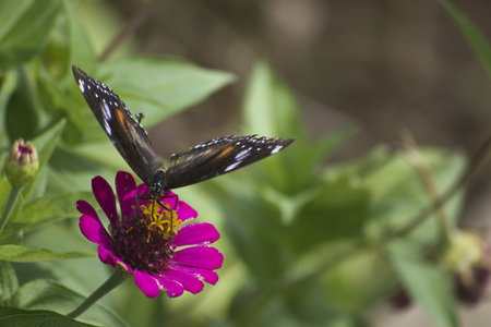 Butterfly and Flower