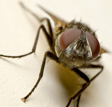 The Fly