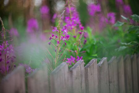 Wooden garden fence with nettles and Blooming Sally (willow-herb) growing behind it.の写真素材