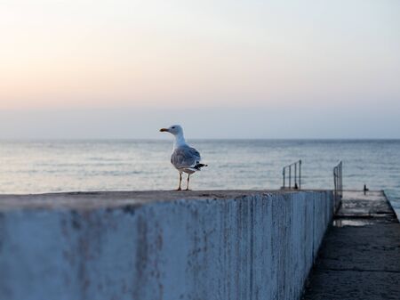 Seagull on the breakwater in the early morning. The time before sunrise. Concept of early morning at sea.の写真素材