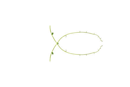 Bush grape or three-leaved wild vine cayratia (Cayratia trifolia) liana ivy plant bush, nature frame...