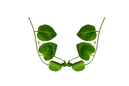 Bush grape or three-leaved wild vine cayratia (Cayratia trifolia) liana ivy plant bush, nature frame...