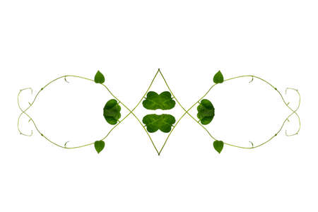 Bush grape or three-leaved wild vine cayratia (Cayratia trifolia) liana ivy plant bush, nature frame...