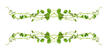 Bush grape or three-leaved wild vine cayratia (Cayratia trifolia) liana ivy plant bush, nature frame...