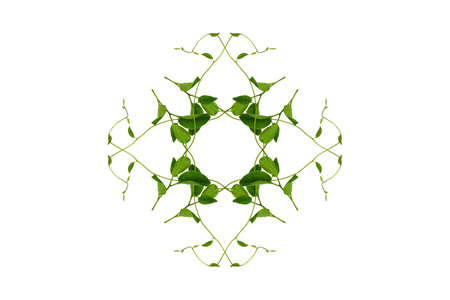 Twisted jungle vines liana plant with heart shaped green leaves isolated on white background,...
