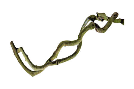 wood root. Spiral twisted jungle tree branch, vine liana plant isolated on white background, nature...