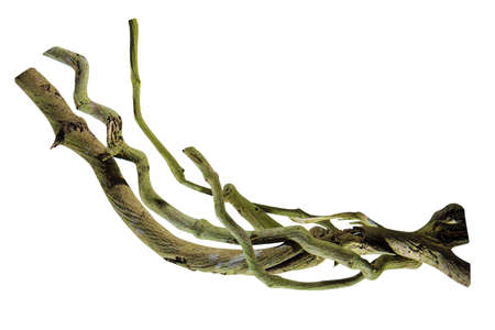 wood root. Spiral twisted jungle tree branch, vine liana plant isolated on white background, nature frame jungle border, Floral Design.の写真素材