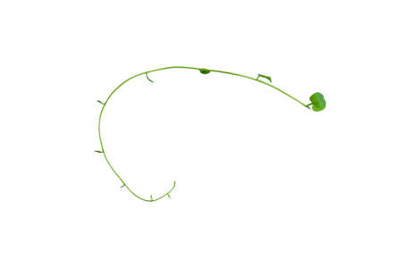 Heart shaped green leaves twisted Binahong plant for herbal medicine isolated on white backgroundの写真素材