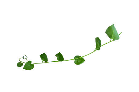 Heart shaped green leaves twisted Binahong plant for herbal medicine isolated on white backgroundの写真素材