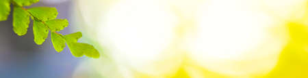 Closeup nature view of green leaf on blurred green and yellow background in garden with copy space...