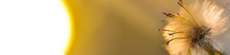 dandelion seeds with bokeh background and sunset light. HD Image and Large Resolution. can be used as background and wallpaper. web banners consepts.の写真素材